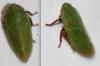 Tettigometra virescens